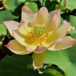 Nelumbo Colorful Brocade