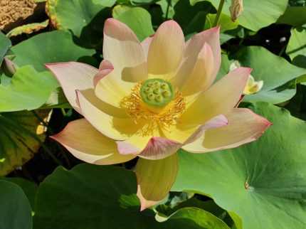 Nelumbo Colorful Brocade