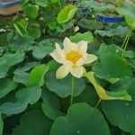 Nelumbo Debbie Gibson