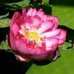 Nelumbo Emerald Daybreak (Culweixizaho)