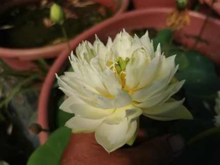Nelumbo Feicui