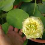 Nelumbo Giufei Chuyu