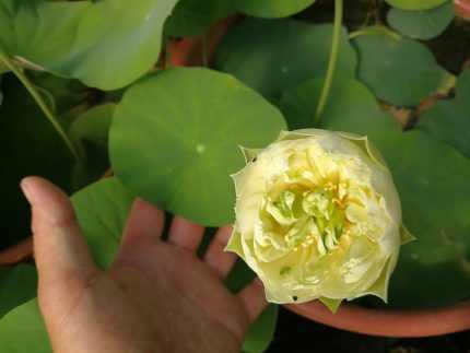 Nelumbo Giufei Chuyu