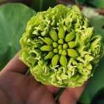 Nelumbo Gold And Jade Peony