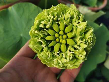 Nelumbo Gold And Jade Peony