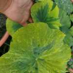 Nelumbo Gold Splash Hibiscus