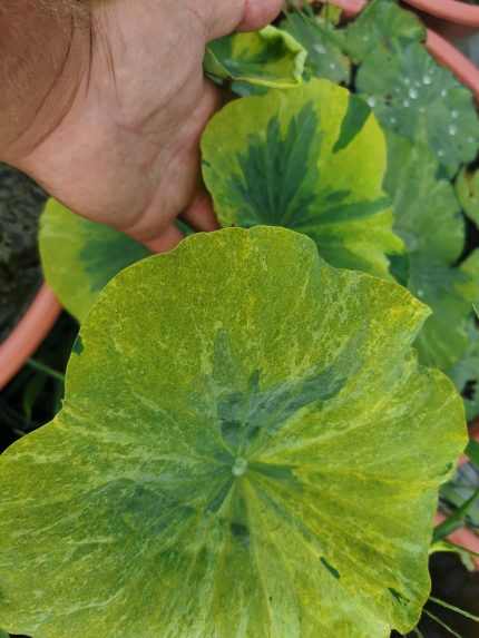 Nelumbo Gold Splash Hibiscus