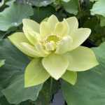 Nelumbo Jade in Jinling