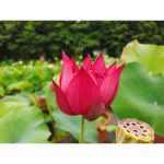 Nelumbo Jiao Ron Wan Lian