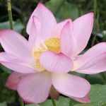 Nelumbo Levander Lady