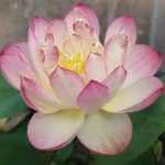 Nelumbo Little Pink in Nan Yue