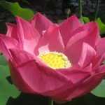 Nelumbo Maggie Belle Slocum