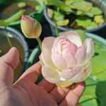 Nelumbo Perry's Super Star