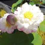 Nelumbo Phoenix Plum