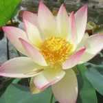 Nelumbo Pink And Yellow