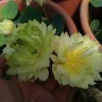 Nelumbo Prairie Star