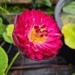 Nelumbo Purple Fairy 6.