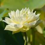 Nelumbo Shu Yue