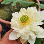 Nelumbo Sunset Cloud