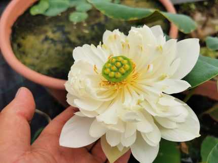 Nelumbo Sunset Cloud