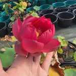 Nelumbo Torch of Nanjing