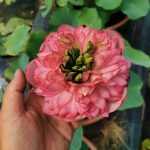 Nelumbo Tower of day and night