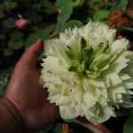 Nelumbo  Prairie Dream
