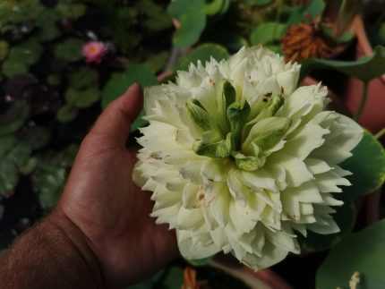 Nelumbo  Prairie Dream