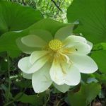 Nelumbo lutea Amerikai Lótusz