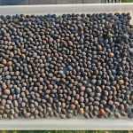 Nelumbo - Indiai lótusz mag 2db