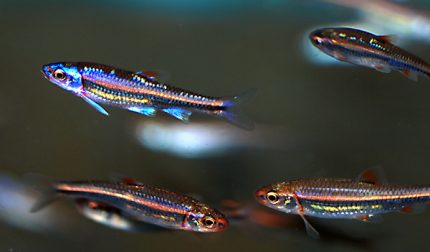 Notropis chrosomus - Szivárványos cselle