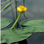Nuphar Lutea Vizitök