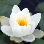 Nymphaea Albatros tavirózsa