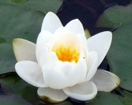 Nymphaea Albatros tavirózsa