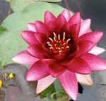 Nymphaea Almost Black