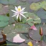 Nymphaea Arc-en-Ciel