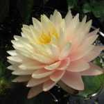 Nymphaea Blushing Bride