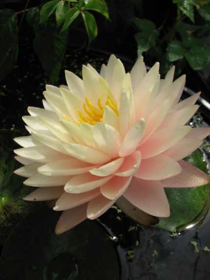 Nymphaea Blushing Bride