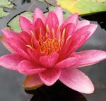 Nymphaea Burgundy princess