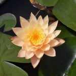 Nymphaea Clyde Ikins