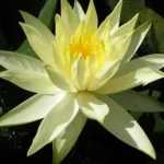 Nymphaea Colonel A.J. Welch