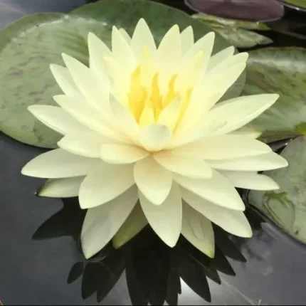 Nymphaea Concordia