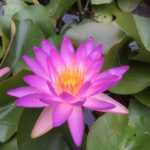 Nymphaea Fay McDonald