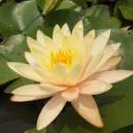 Nymphaea Georgia Peach