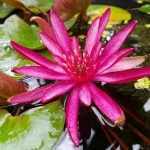 Nymphaea Hidden Violet