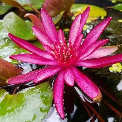 Nymphaea Hidden Violet