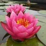 Nymphaea James Brydon