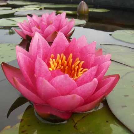 Nymphaea James Brydon