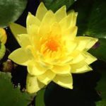 Nymphaea Joey Tomocik sárga tavirózsa