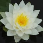 Nymphaea Perry's Double White